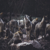 Wallpapers and pictures of wolves of all kinds around the world 4k