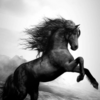 Horse Wallpapers