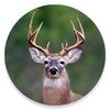 Whitetail Deer Calls