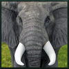 Wild Elephant Simulator