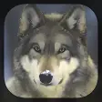 Wolf Live Wallpaper HD