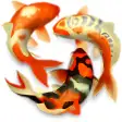 Koi Pond 3D