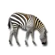 Zebra scanner