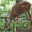 Cades Cove Scenes Screensaver