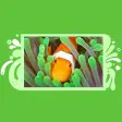 Clownfish