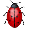 Coccinella