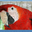 DCL Pretty Bird Parrot