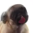 Licking Dog Screen Clean