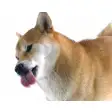 Shiba Inu Dog Licking Screen Cleaner